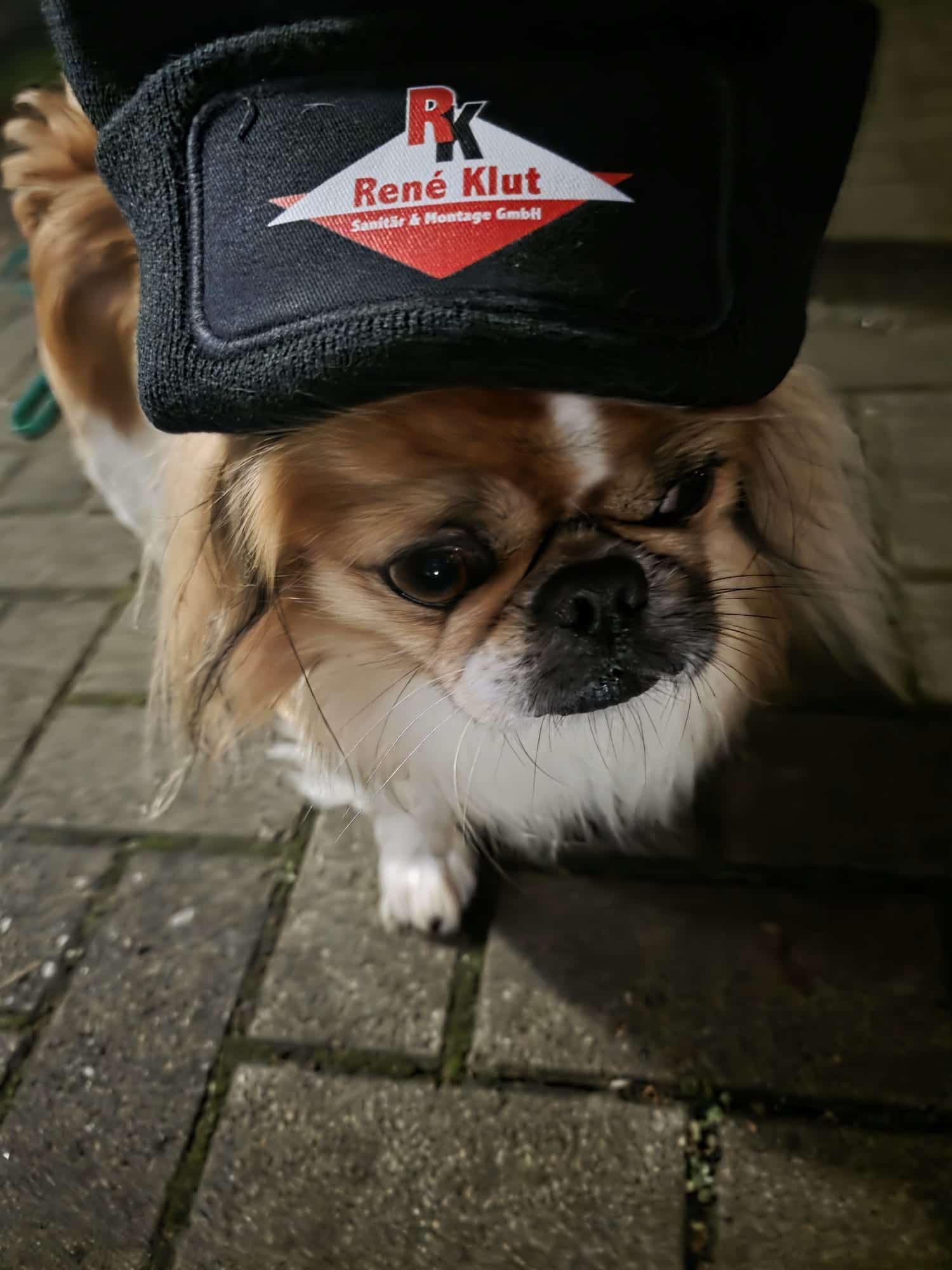 Kleiner Hund mit dem Logo von René Klut auf schwarzem Stoff über dem Kopf